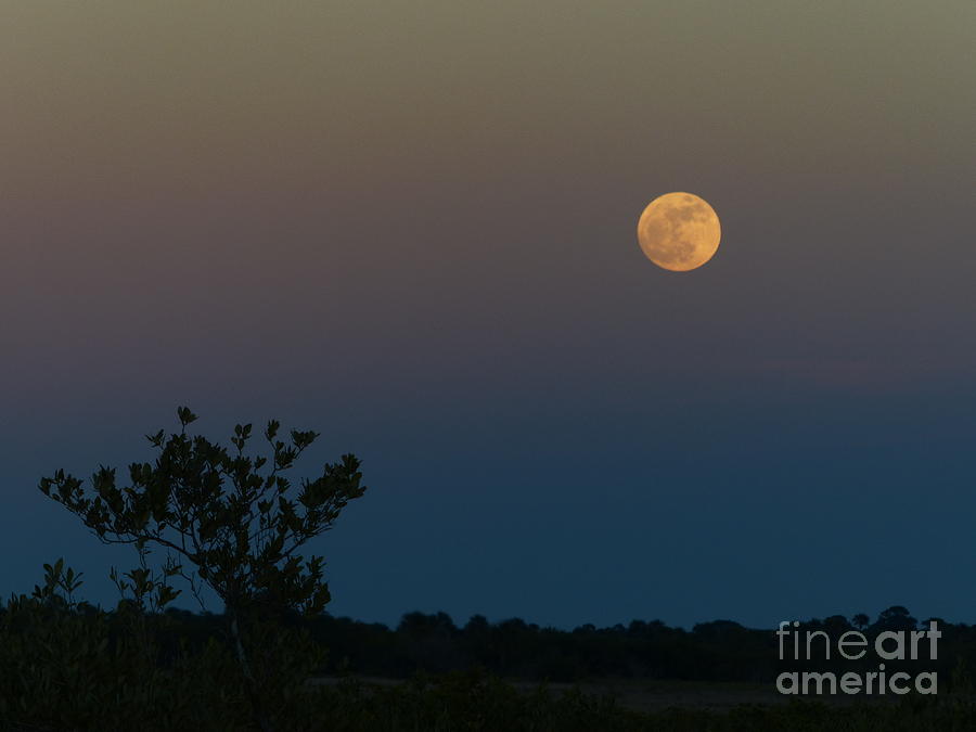 Moon Photograph - Moonrise by Christine Stack Moon Photograph - Moonrise by Christine Stack