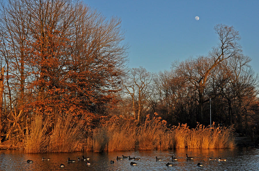 Moonrise over lake with ducks Photograph by Diane Lent