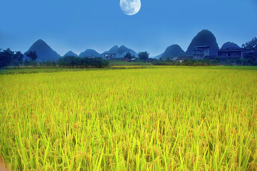 Moonrise Over Rice Field Photograph by Grant Faint