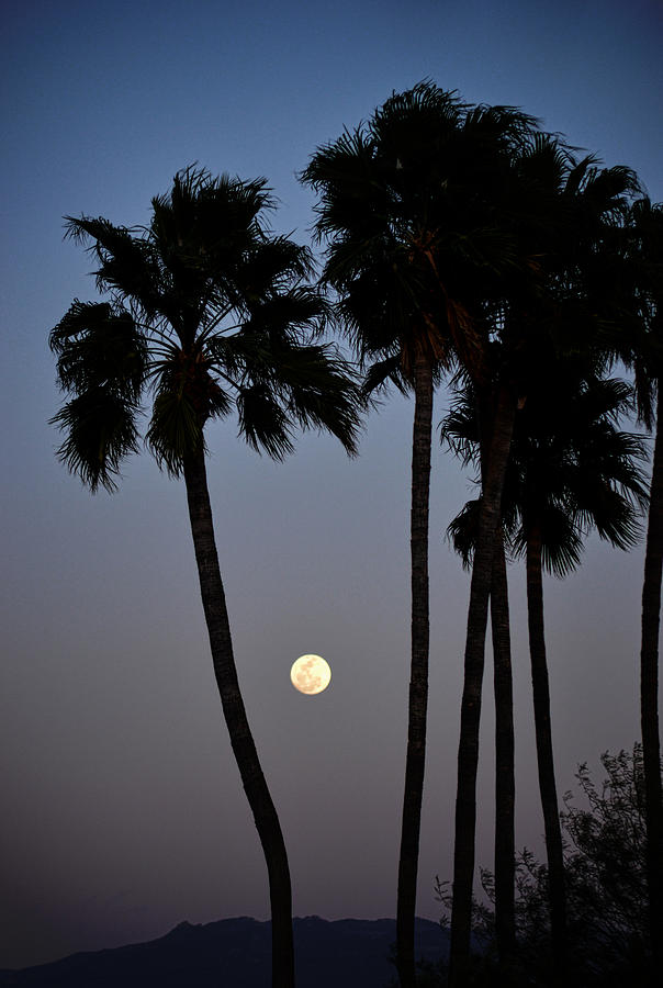 Moonrise over Tucson Photograph by Michael McGowan