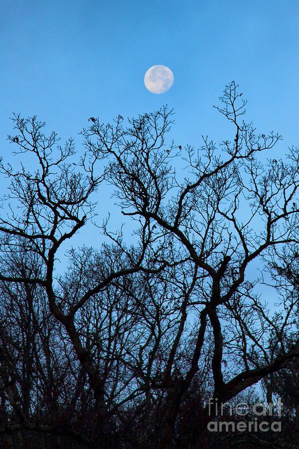 Moonset Blue Ridge Mountains Photograph by John Harmon
