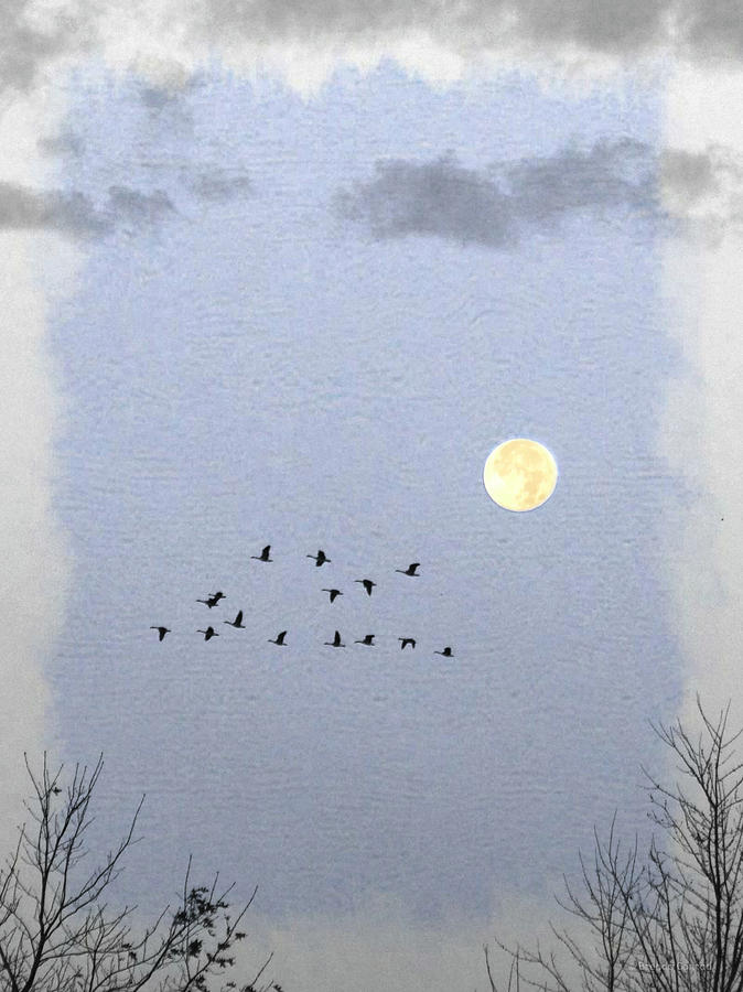 Moonset Flyby Photograph by Dark Whimsy