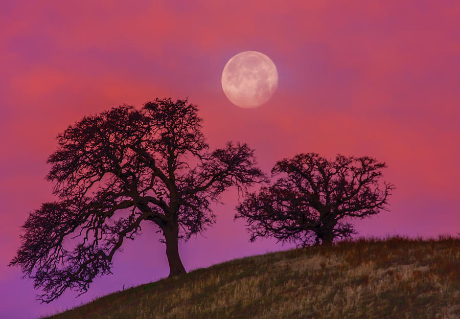 Tree Photograph - Moonset Through Clouds At Sunrise by Marc Crumpler
