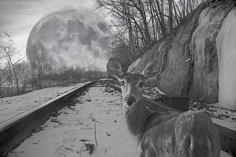 Moonshine Deer Tracks Digital Art