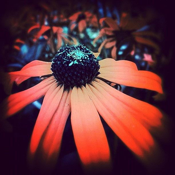 Flowers Still Life Photograph - Moonshine Rudbeckies by Nathalie Longpre