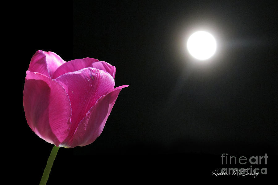 Moonshined Tulip Photograph by Kathie McCurdy
