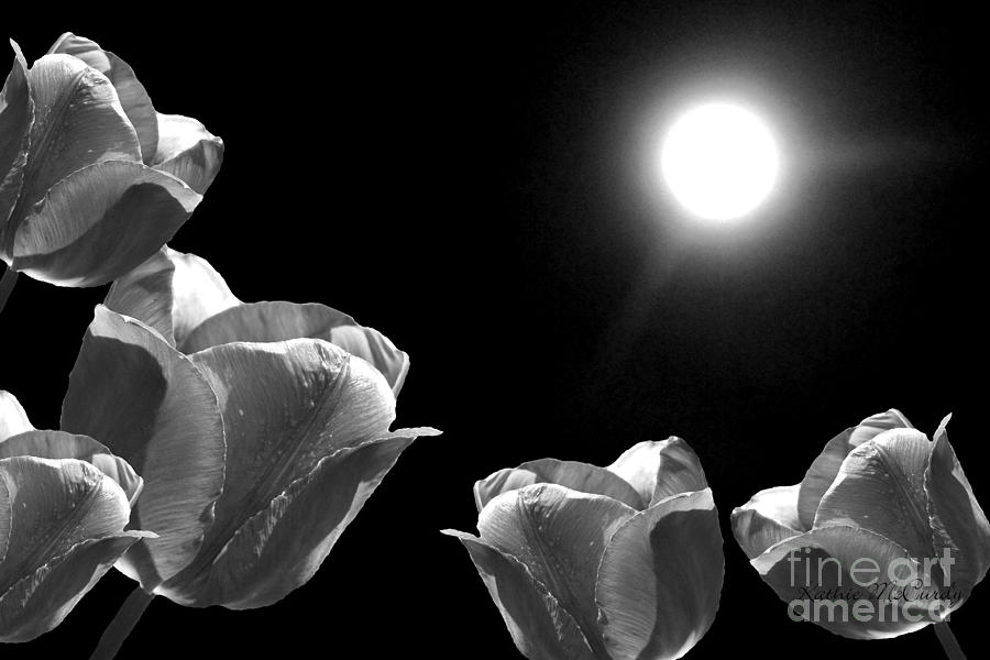 Moonshined Tulips Black White Photograph by Kathie McCurdy