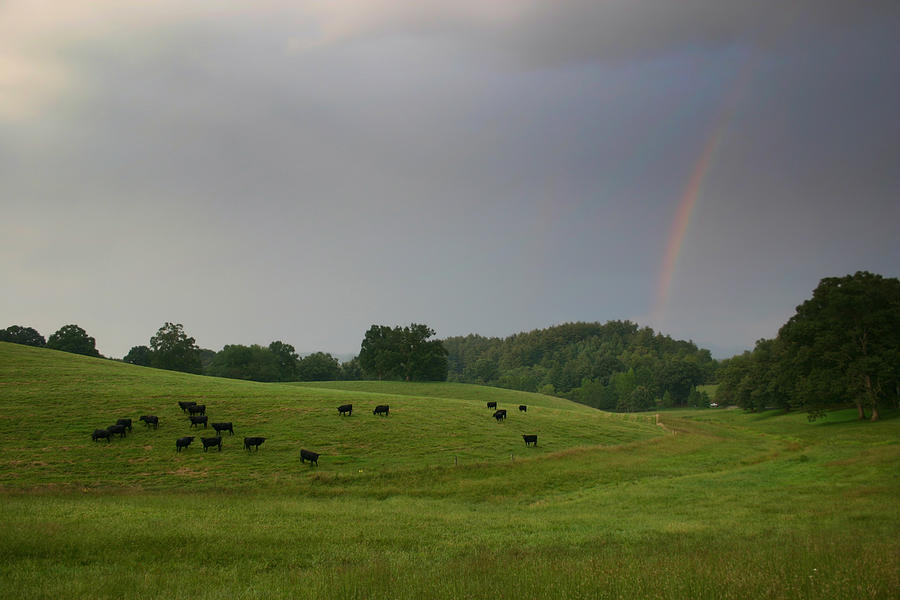 Mooove Over for Rainbows Photograph by Ben Shields