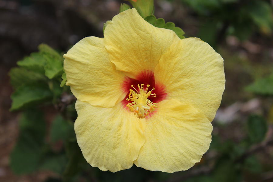 Moorea Flower Photograph by Robert Smith | Fine Art America