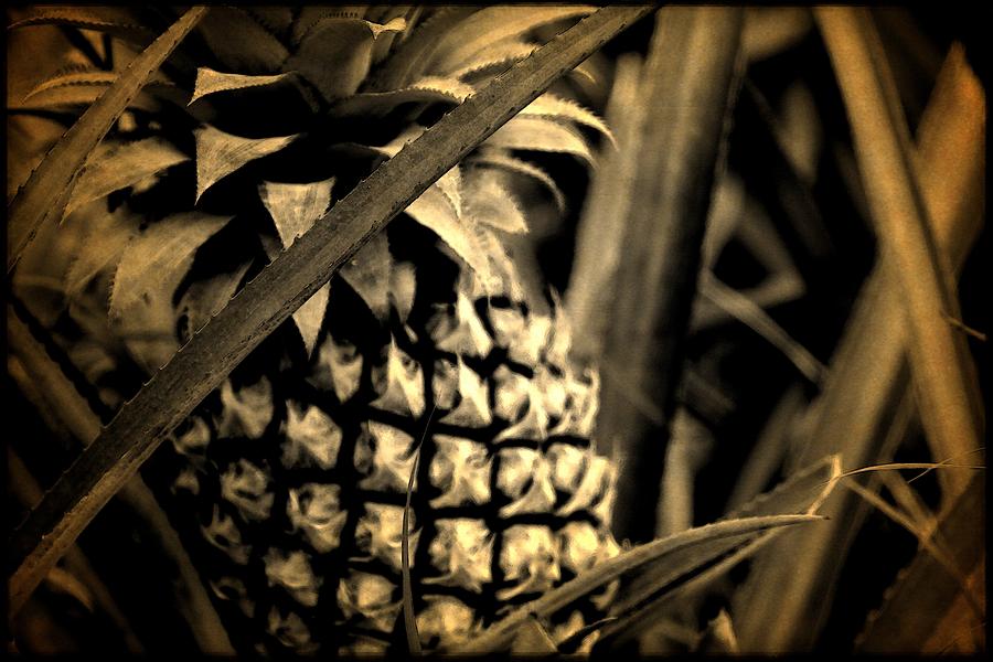 Moorea Pineapple Digital Art by Milton Thompson