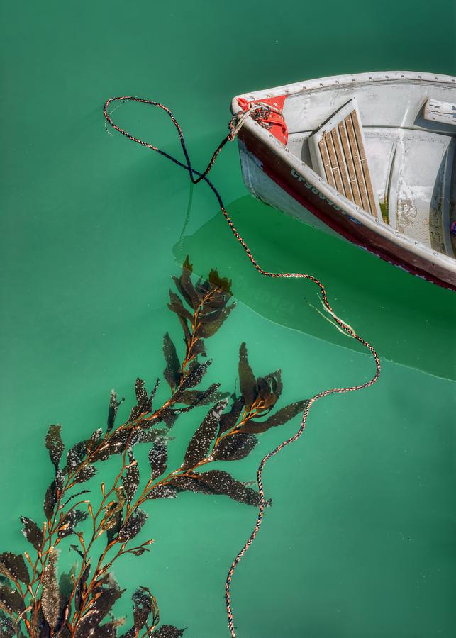 Moored Boat and Kelp Photograph by Nikolyn McDonald