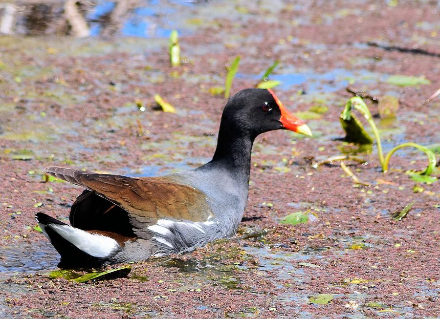 Moorhen 1 Photograph by Sheri McLeroy - Fine Art America