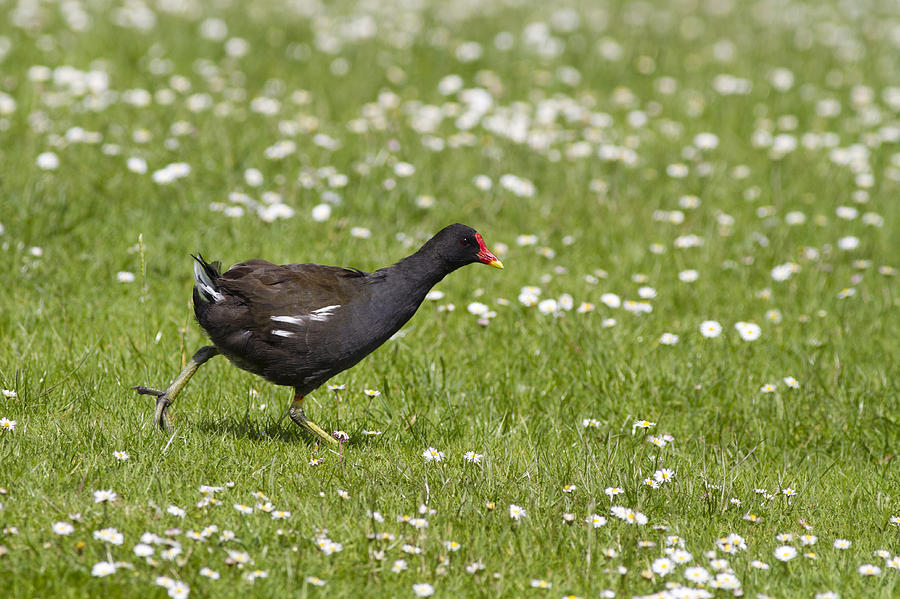 Moorhen - 2 Photograph by Chris Smith