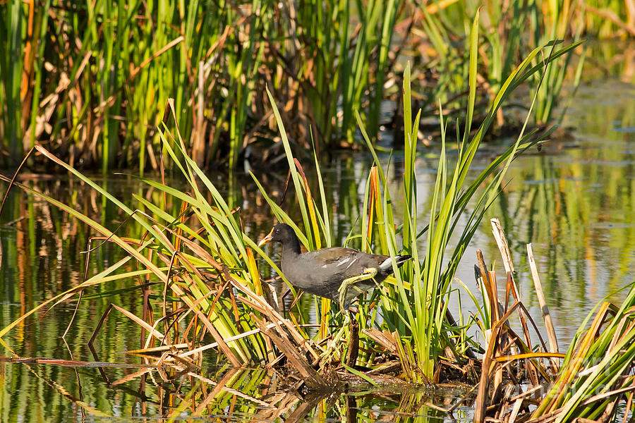 Moorhen In Horicon Marsh B Photograph By Natural Focal Point ...