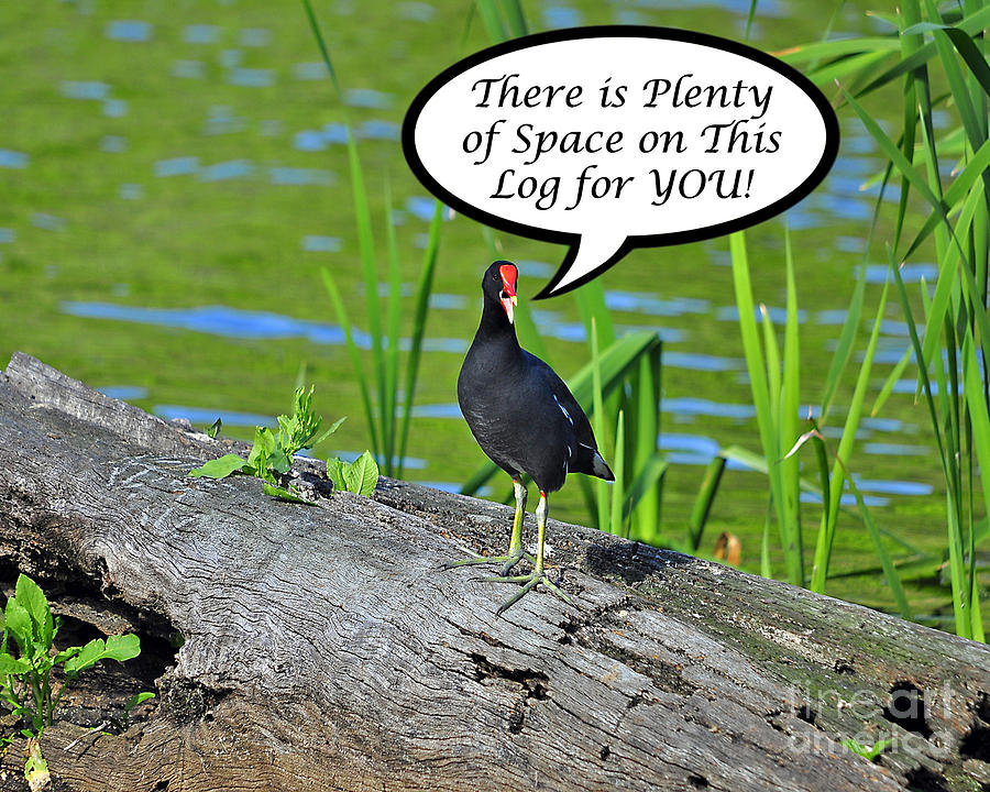 Moorhen Space For You Card Photograph by Al Powell Photography USA