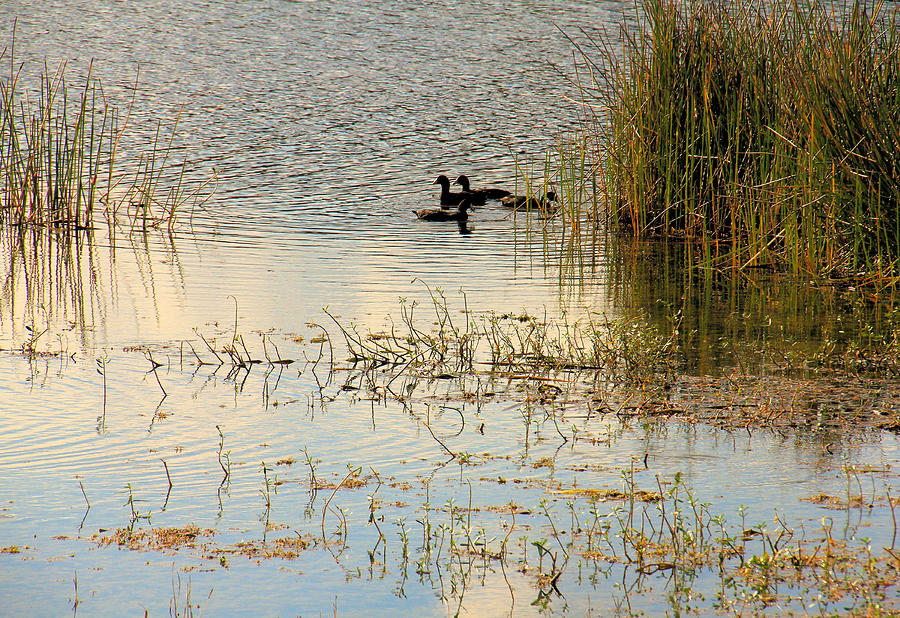 Moorhens in the Marsh Photograph by Rosalie Scanlon