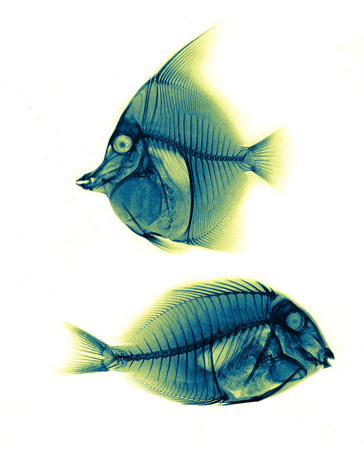 Moorish Idol, Bluelined Surgeonfish Photograph by Science Source