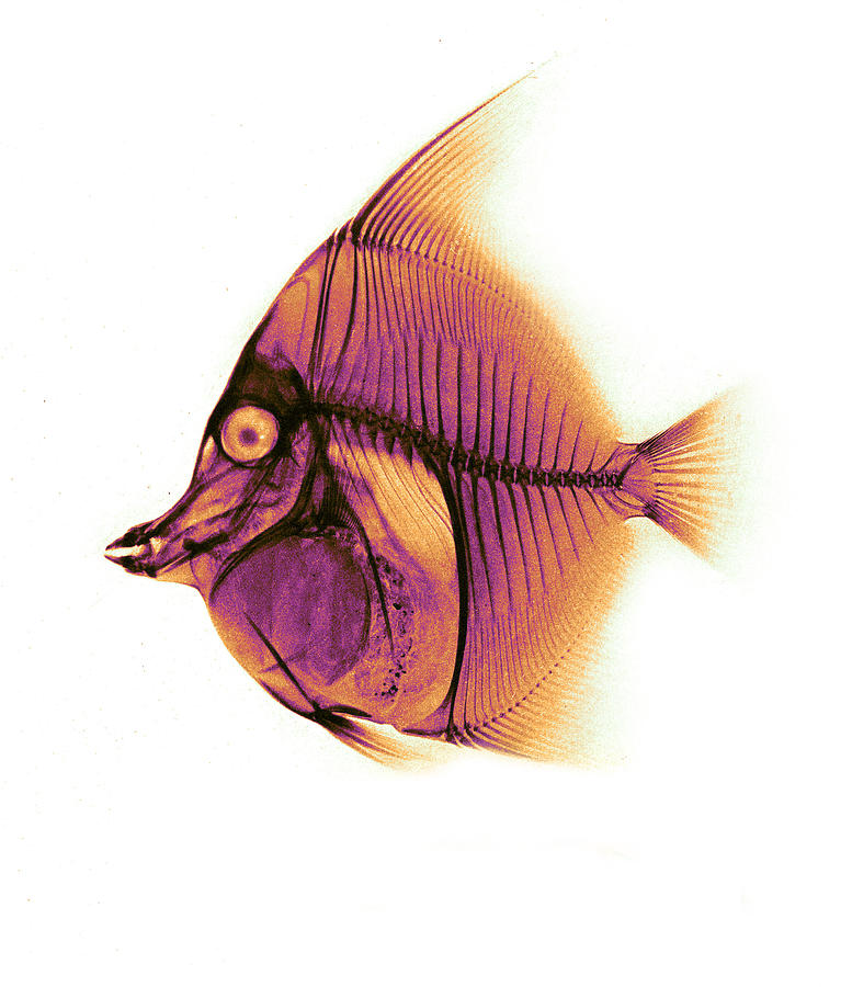 Moorish Idol Fish, X-ray, 1896 Photograph by Science Source