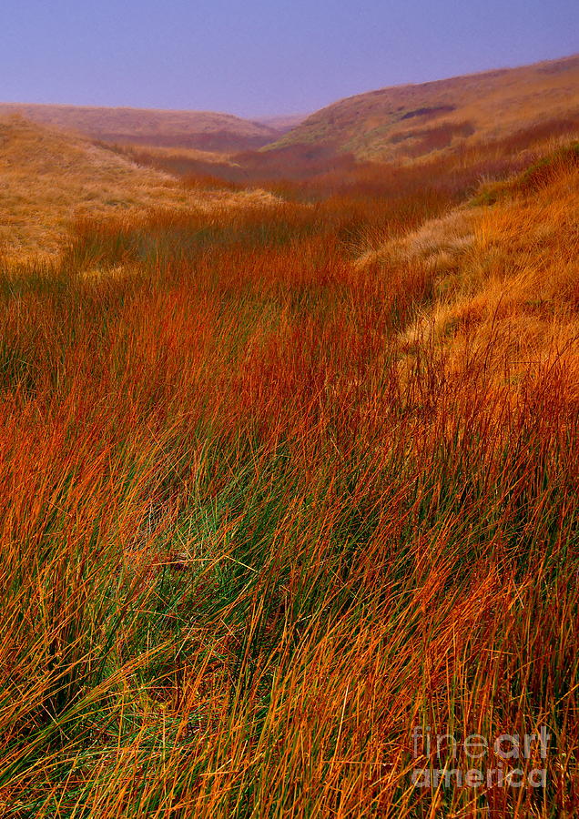 Moorland Grasses - Yorkshire Dales Photograph by Martyn Arnold