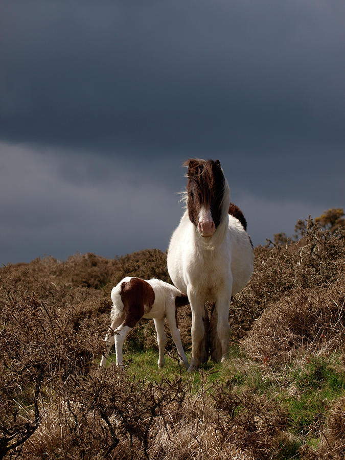 Moorland Pony And Foul, Dartmoor Photograph by Nik Taylor