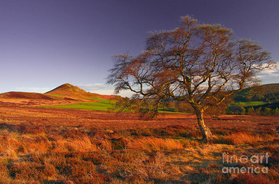 Moorland Tree North Yorkshire Photograph by Martyn Arnold