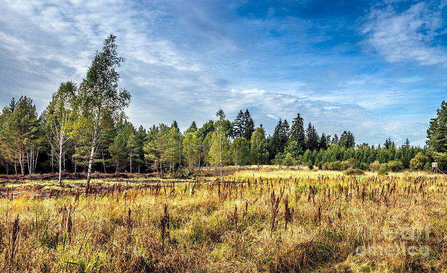 Wetlands in the Black Forest Photograph by Bernd Laeschke