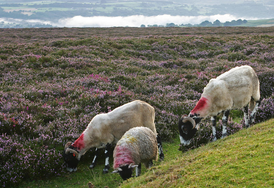 Moors Sheep and Heather Photograph by John Topman