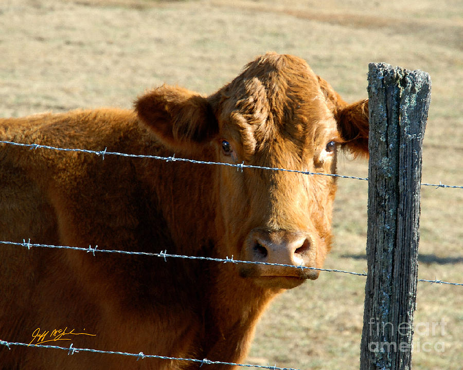 Mountain Photograph - Moos Looking At You by Jeff McJunkin
