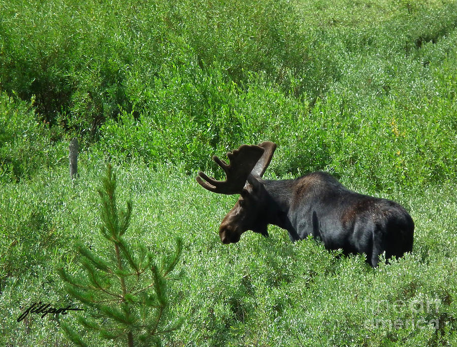 Deer Photograph - Moose 2 by Bon and Jim Fillpot