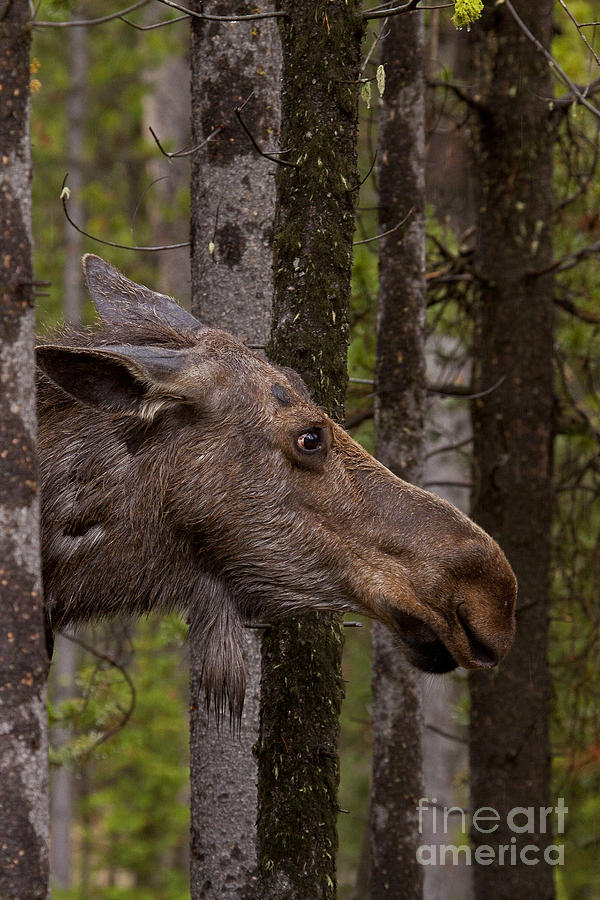 Moose Photograph - Moose   #6983 by J L Woody Wooden