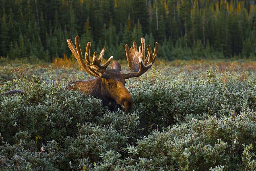 Moose a field Photograph by Jeff Shumaker