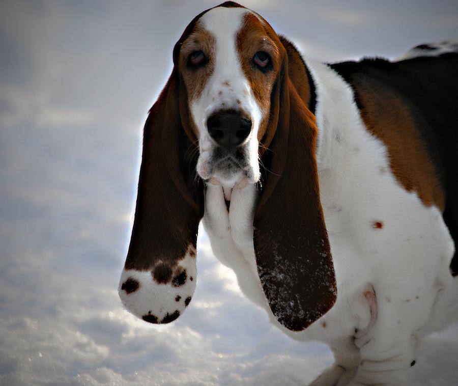 Basset hound in winter  Photograph by Marysue Ryan