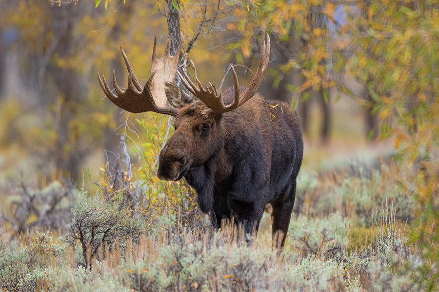 Moose, Alces Alces, Bull In Fall, Grand Photograph by Richard and Susan Day