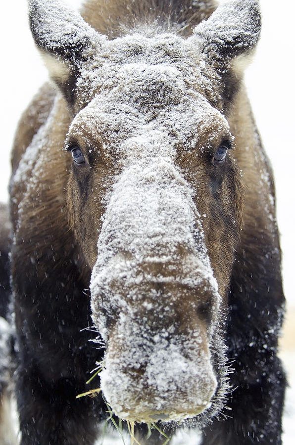Moose Alces Alces Face Covered Photograph by Mark Newman