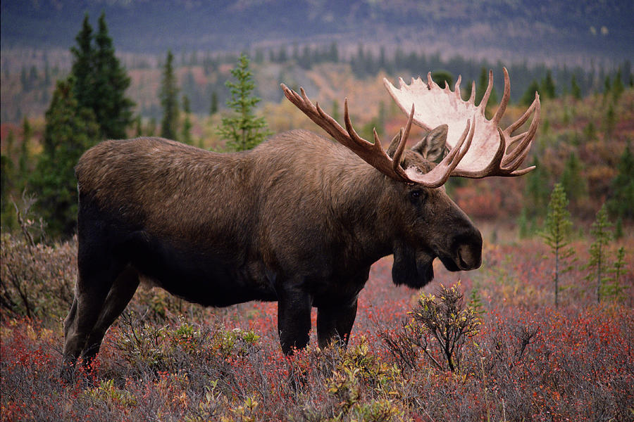African (Cape) Buffalo v Alaskan Moose - Carnivora.