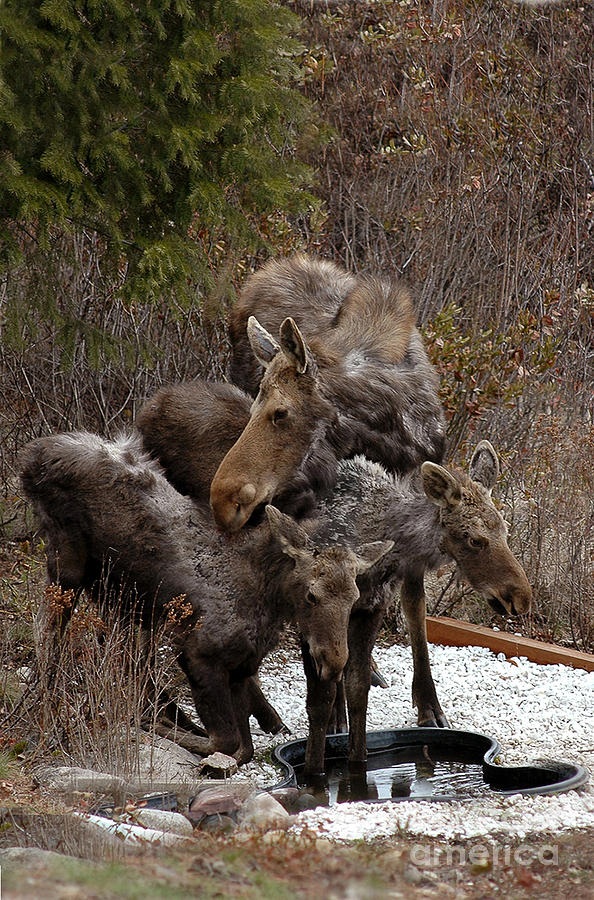 815P Moose and Babies Photograph by NightVisions