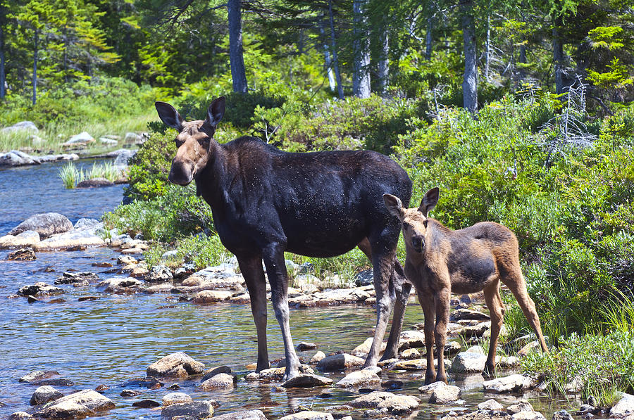 Moose and baby 4 Photograph by Glenn Gordon