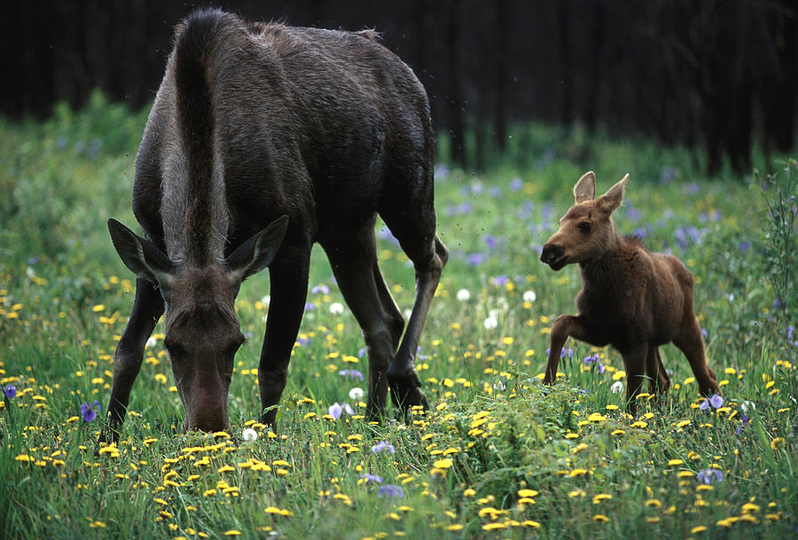Animal Photograph - Moose And Calf, Fairbanks, Alaska by Peter Essick