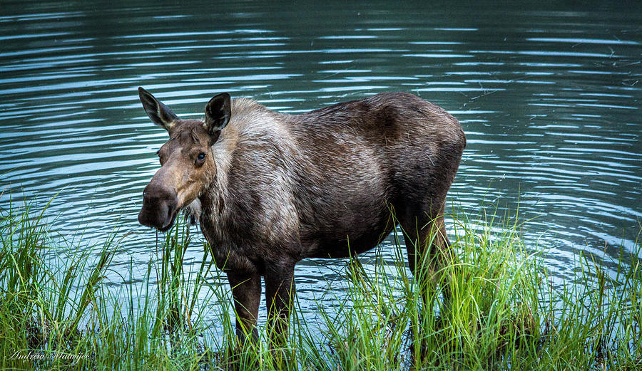 Moose Photograph by Andrew Matwijec