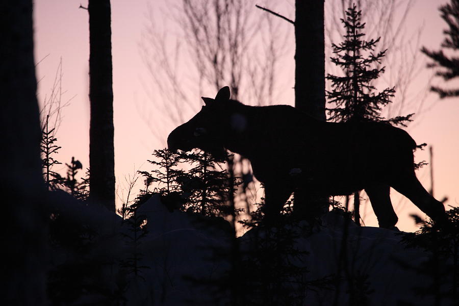 Moose at sunset Photograph by Ulrich Kunst And Bettina Scheidulin