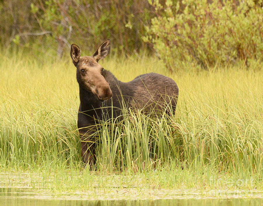 Moose in High Grass Photograph by Dennis Hammer | Fine Art America