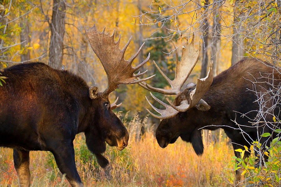 Moose Battle Photograph by Aaron Whittemore