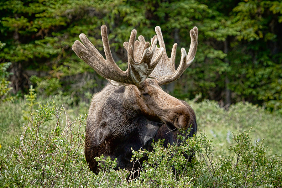 Moose Be Too Cool Photograph by James BO Insogna