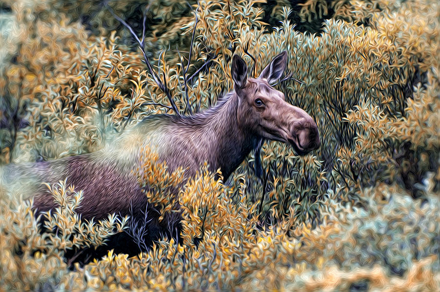 Moose Photograph by Bill Howard