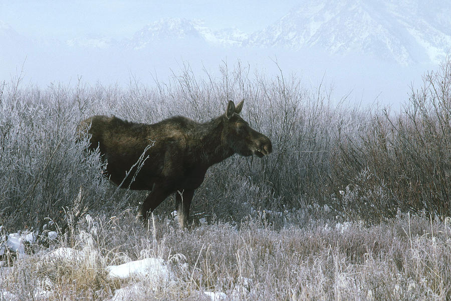Moose Browsing Photograph by Phil A. Dotson