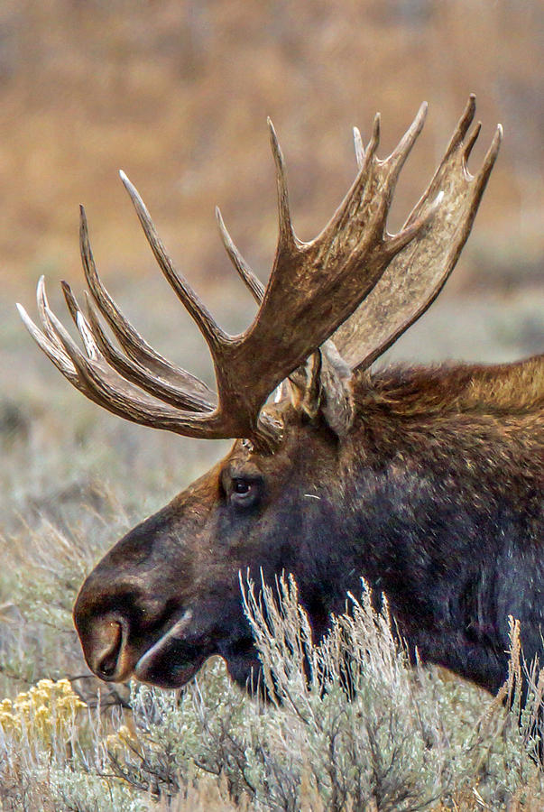 Moose Photograph - Bull Moose Head Shot by Randy Straka