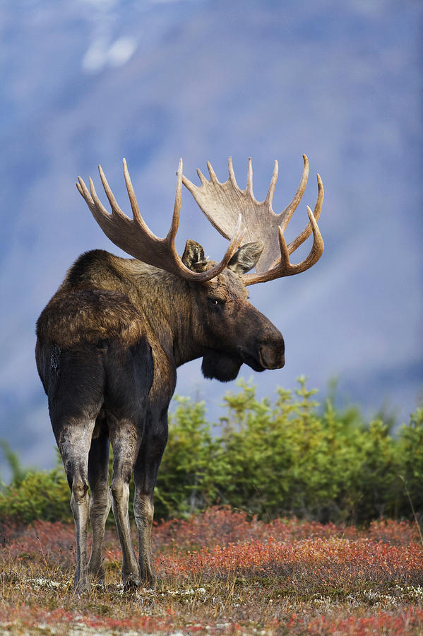 Moose Bull Walking On Autumn Tundra Photograph by Milo Burcham