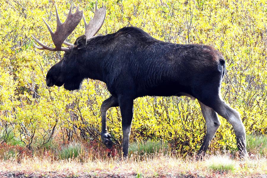 Moose by the Willows Photograph by Marilyn Burton