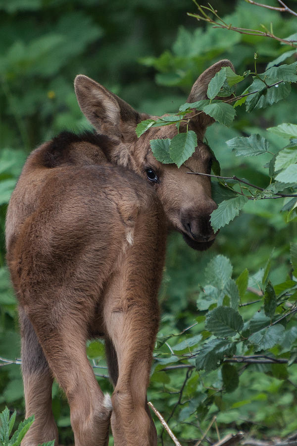 Anchorage Photograph - Moose Calf by Ben Adkison