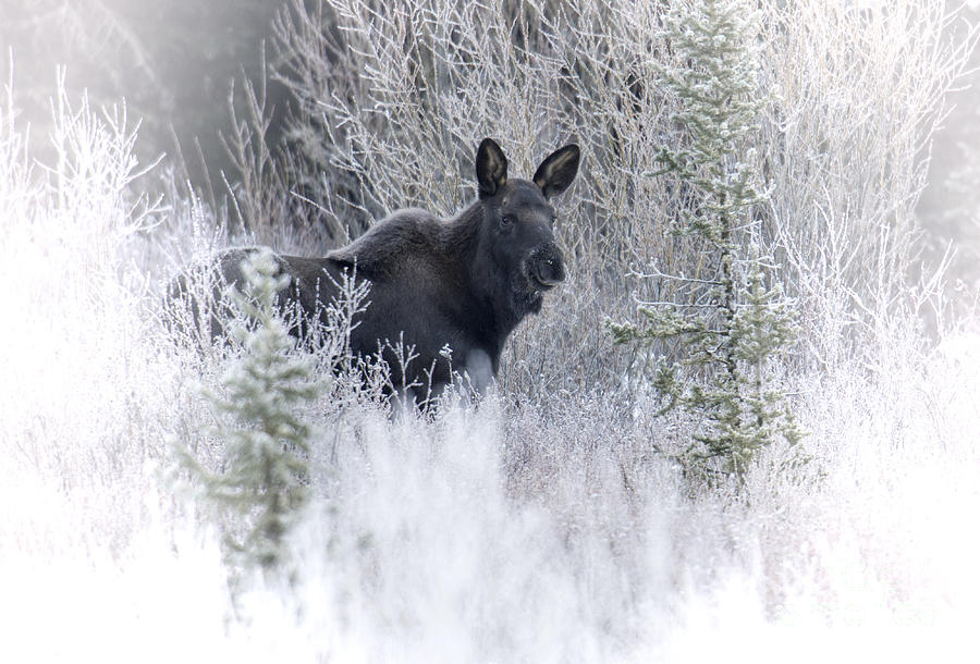 Moose Calf Photograph by Deby Dixon